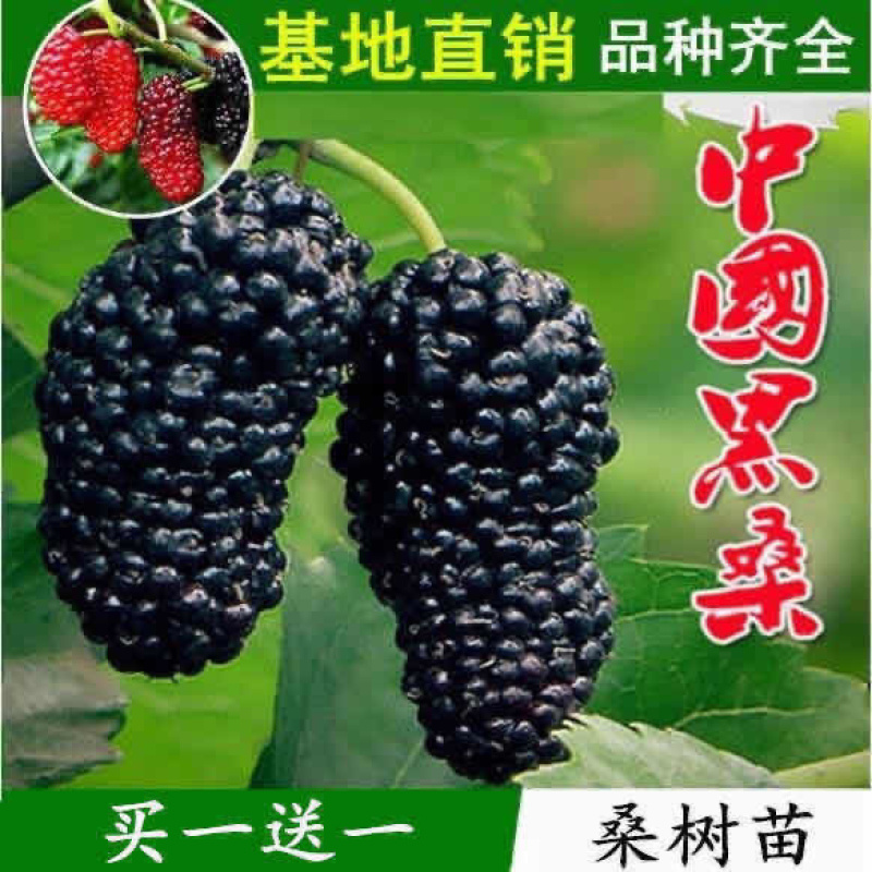 桑葚树苗基地发货品种齐全技术指导死苗补发