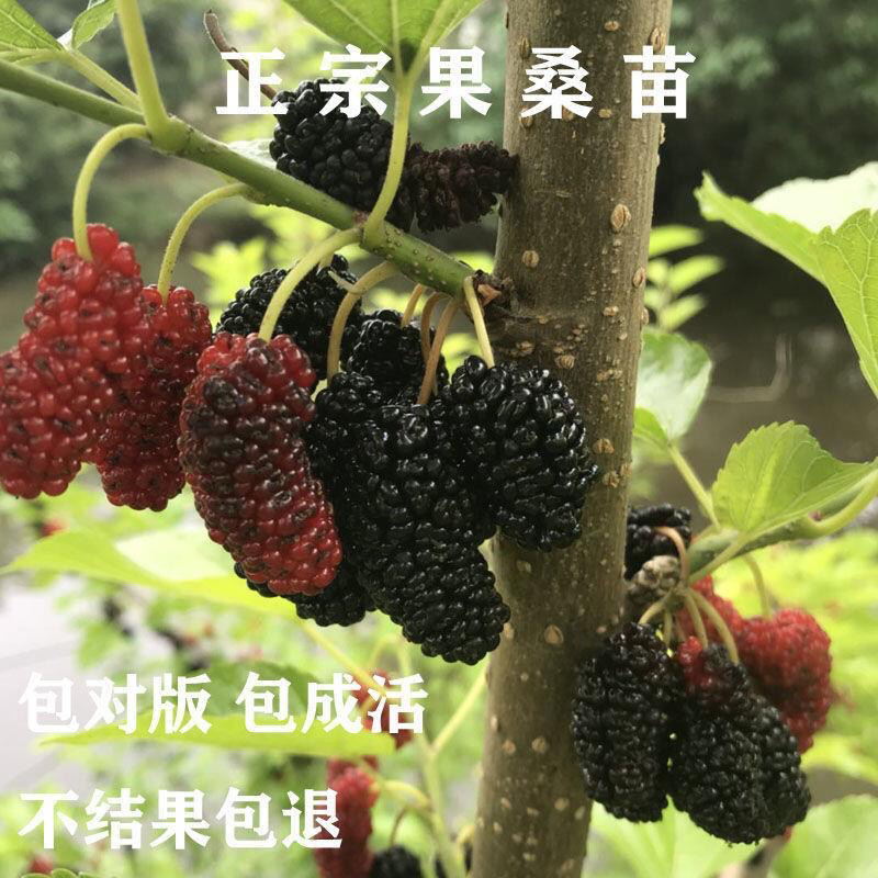 桑葚树苗基地发货品种齐全技术指导死苗补发