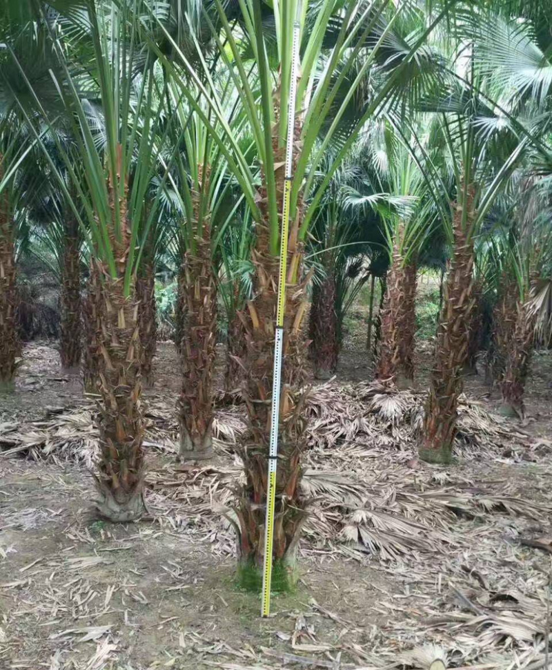 2米高蒲葵价格便宜漳州蒲葵种植基地大量现货直销批发