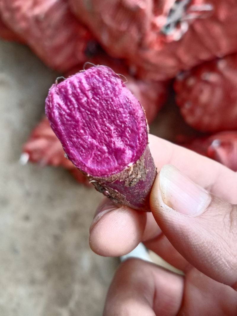 济黑大量供应紫薯工厂货，品种齐全，品种纯，品质保证