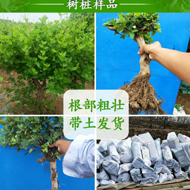 金银花苗规则齐全基地直发根系发达死苗补发