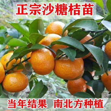 春见不知火沙糖桔沃柑桔苗品种齐全基地直发