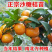 春见不知火沙糖桔沃柑桔苗品种齐全基地直发