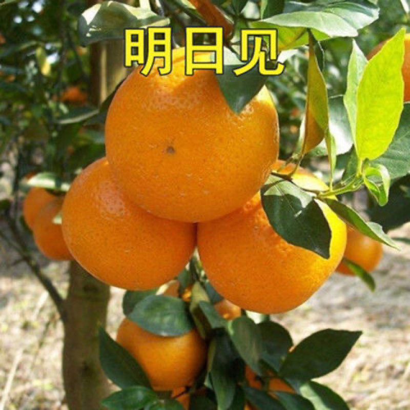春见不知火沙糖桔沃柑桔苗品种齐全基地直发