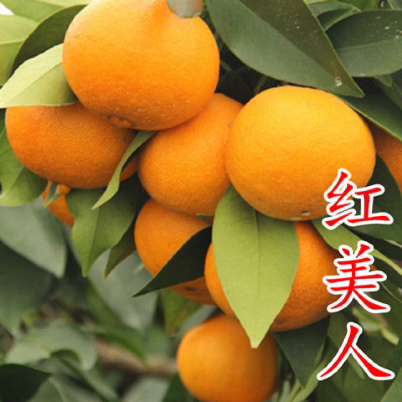 春见不知火沙糖桔沃柑桔苗品种齐全基地直发