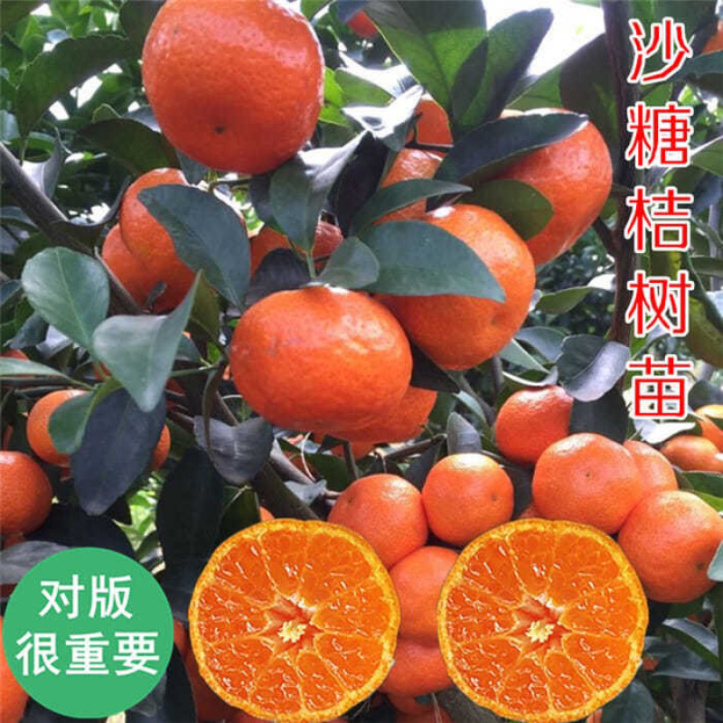 春见不知火沙糖桔沃柑桔苗品种齐全基地直发