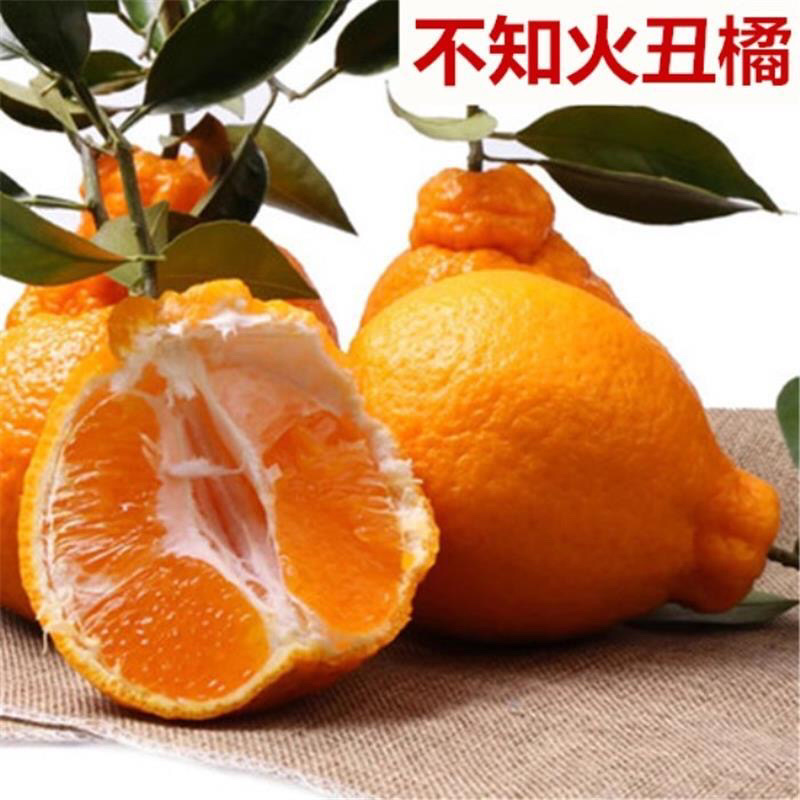 春见不知火沙糖桔沃柑桔苗品种齐全基地直发