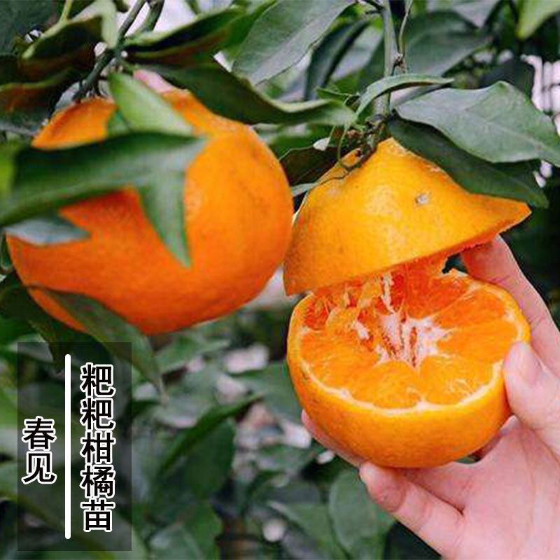 春见不知火沙糖桔沃柑桔苗品种齐全基地直发