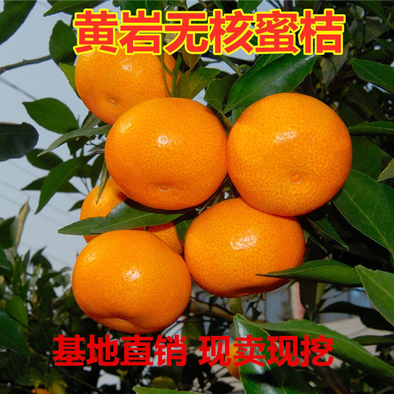 春见不知火沙糖桔沃柑桔苗品种齐全基地直发