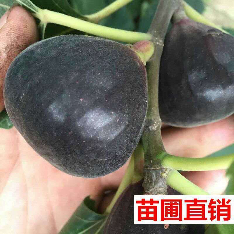 波姬红布兰瑞克红甜心无花果苗基地发货品种齐全