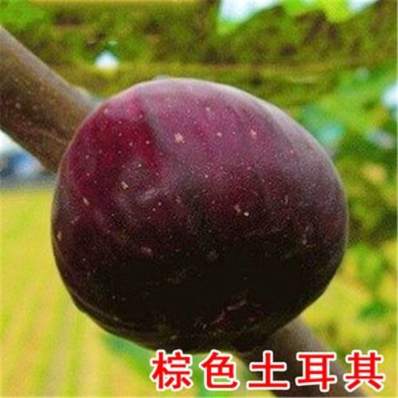 波姬红布兰瑞克红甜心无花果苗基地发货品种齐全