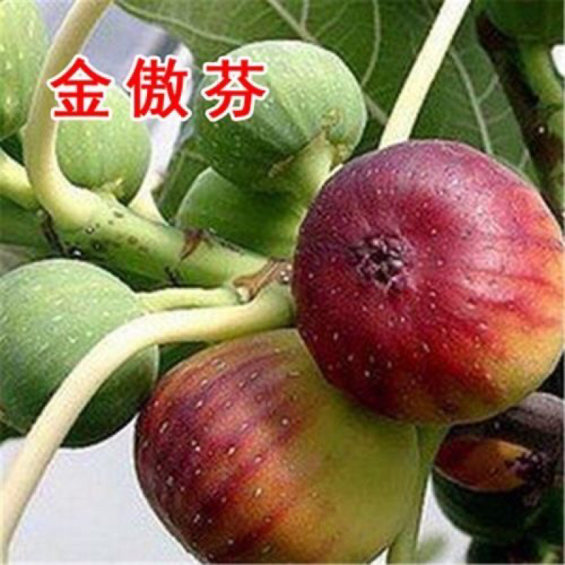 波姬红布兰瑞克红甜心无花果苗基地发货品种齐全