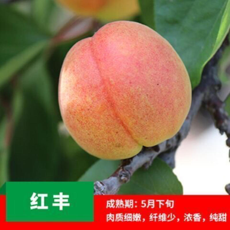 金太阳凯特红丰杏树苗基地直发品种繁多包成活现挖现卖