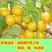 金太阳凯特红丰杏树苗基地直发品种繁多包成活现挖现卖