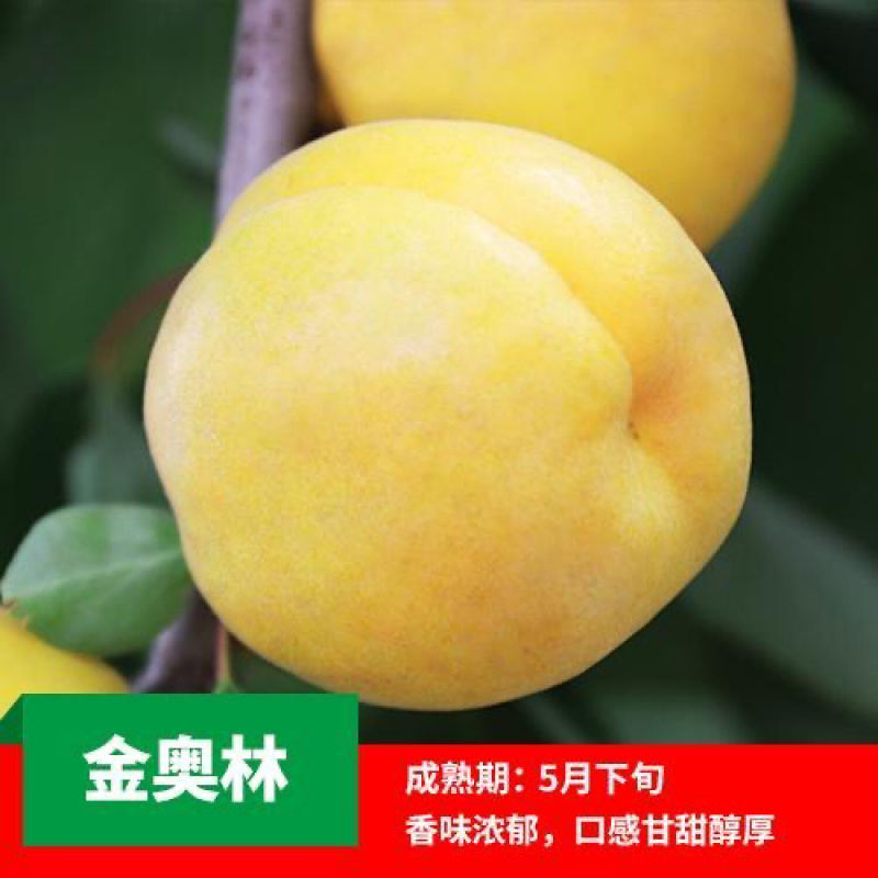 金太阳凯特红丰杏树苗基地直发品种繁多包成活现挖现卖
