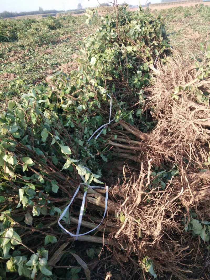直销四季金银花苗，（巨花）花期长，产量高！品种纯正！抗病