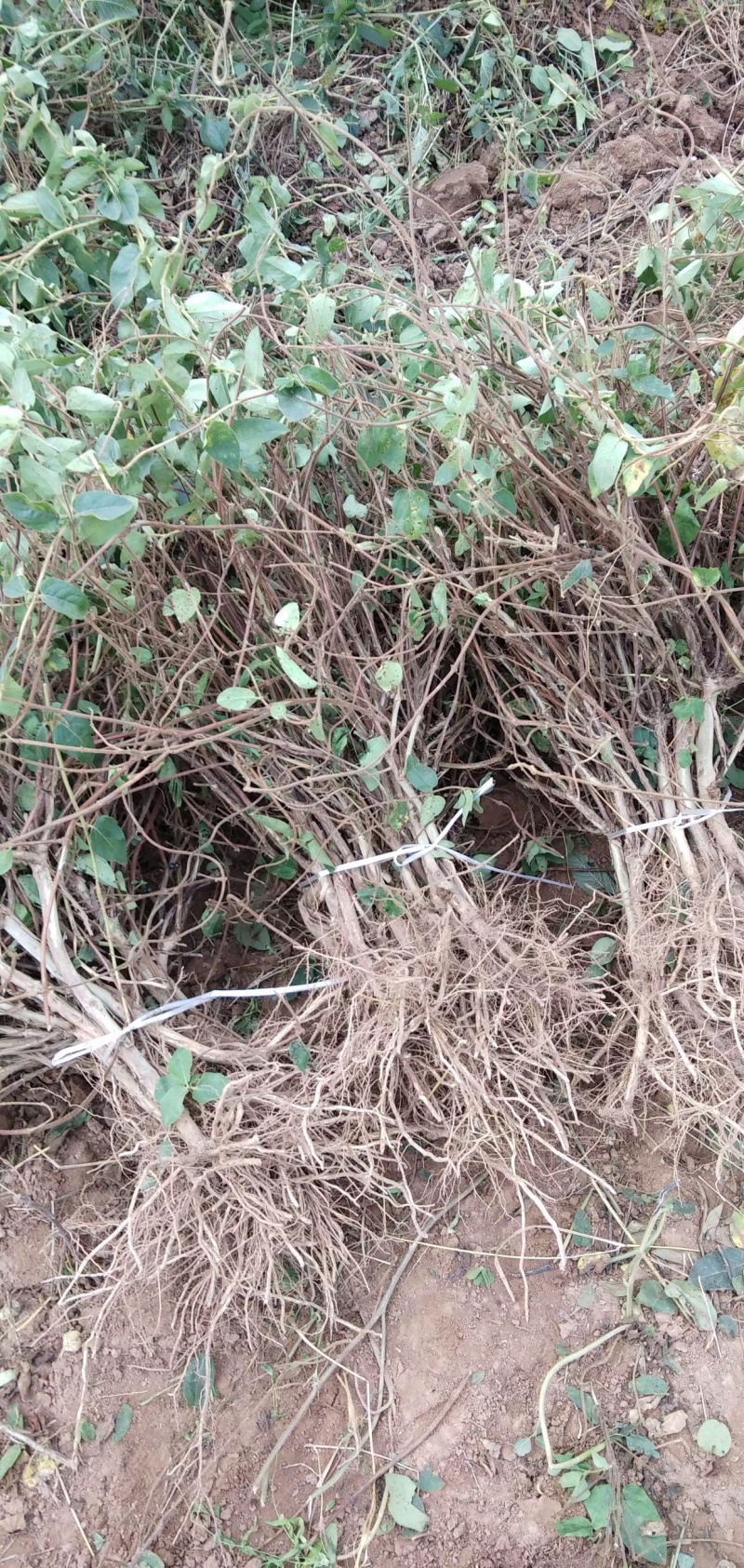 直销四季金银花苗，（巨花）花期长，产量高！品种纯正！抗病
