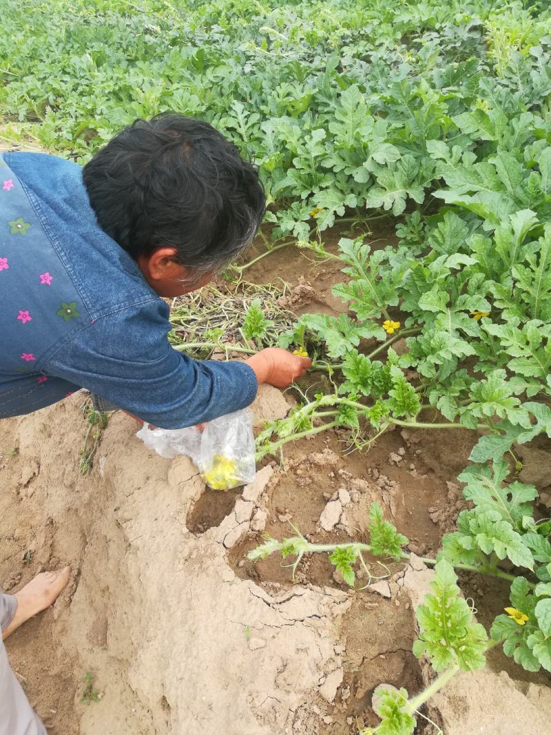 红薯苗25cm以上，基地直供脱毒种薯苗，大田苗齐全