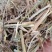 河南麦茬新花生秧无土无膜无霉变质量有保障