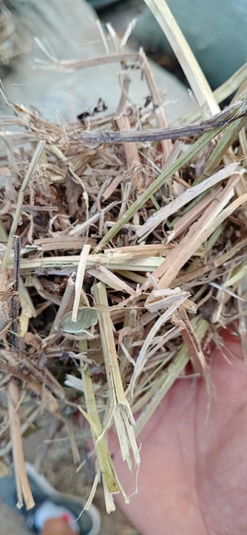河南麦茬新花生秧无土无膜无霉变质量有保障