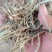 河南麦茬新花生秧无土无膜无霉变质量有保障