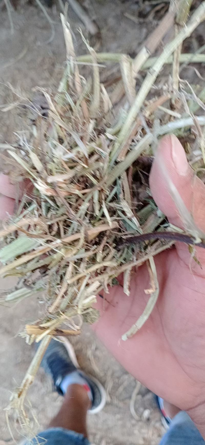 河南麦茬新花生秧无土无膜无霉变质量有保障