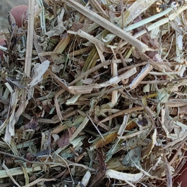 河南麦茬新花生秧无土无膜无霉变质量有保障