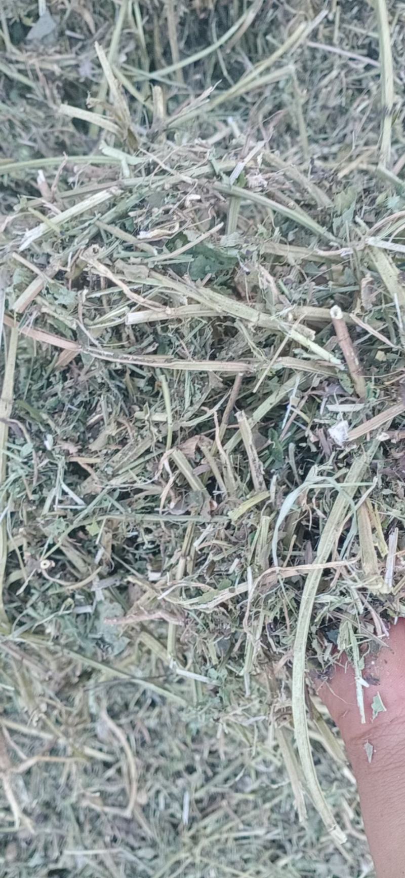 河南麦茬新花生秧无土无膜无霉变质量有保障