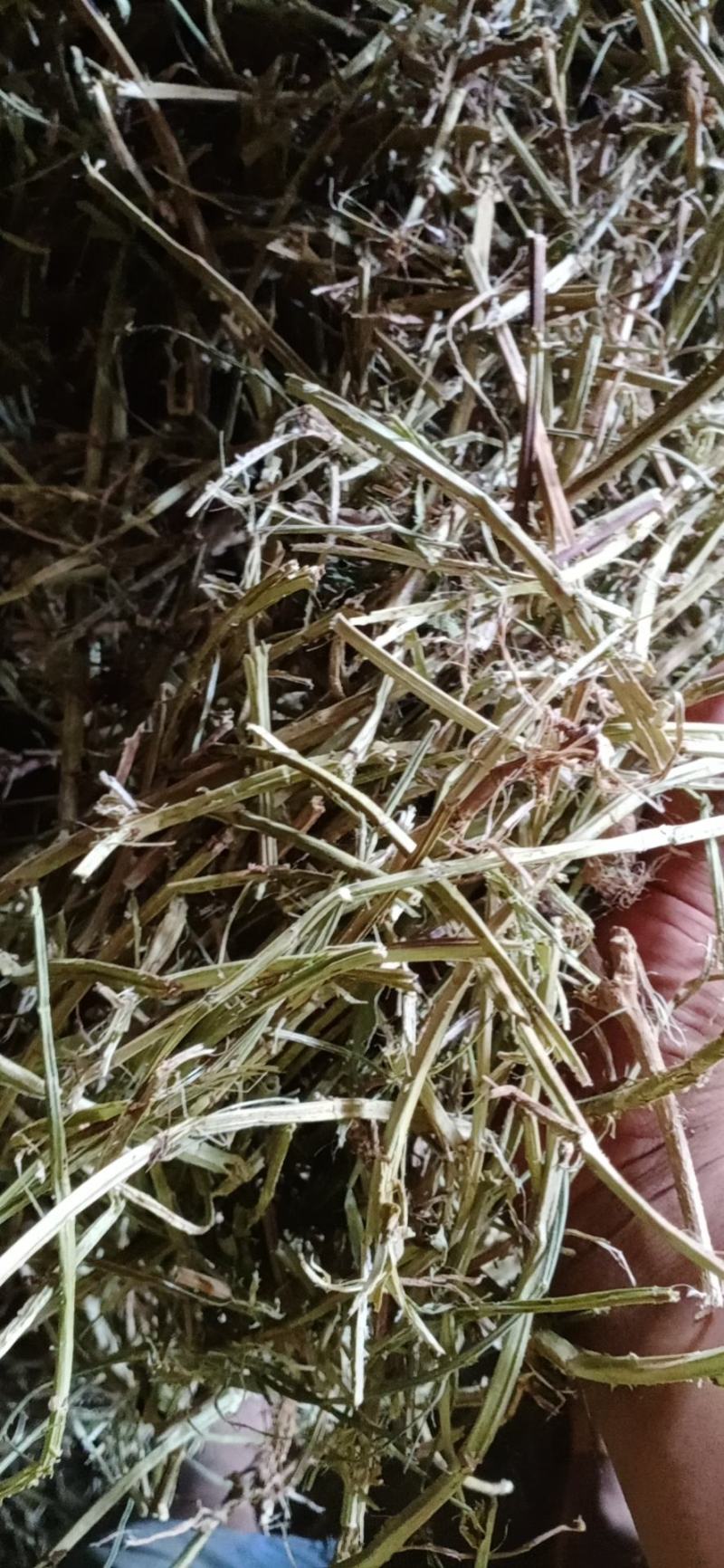 河南麦茬新花生秧无土无膜无霉变质量有保障