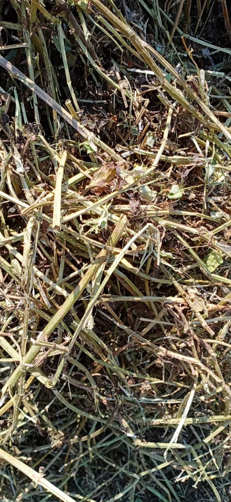 河南麦茬新花生秧无土无膜无霉变质量有保障