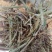 河南麦茬新花生秧无土无膜无霉变质量有保障