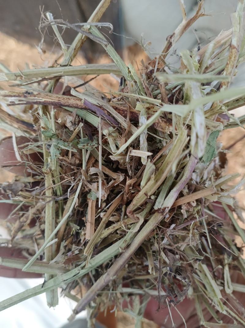 河南麦茬新花生秧无土无膜无霉变质量有保障