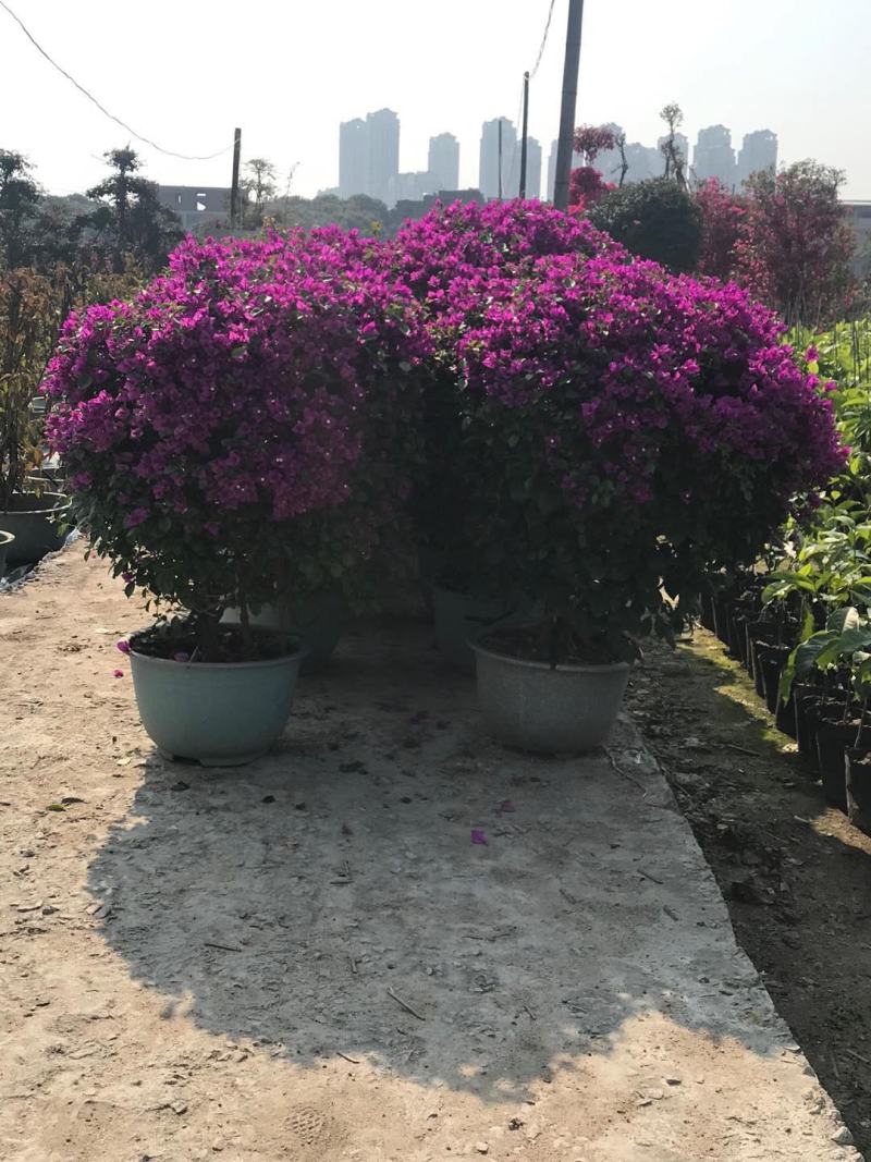 紫色花三角梅球，造型三角梅，三角梅盆景，塑料盆三角梅球