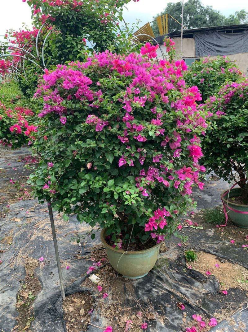 紫色花三角梅球，造型三角梅，三角梅盆景，塑料盆三角梅球