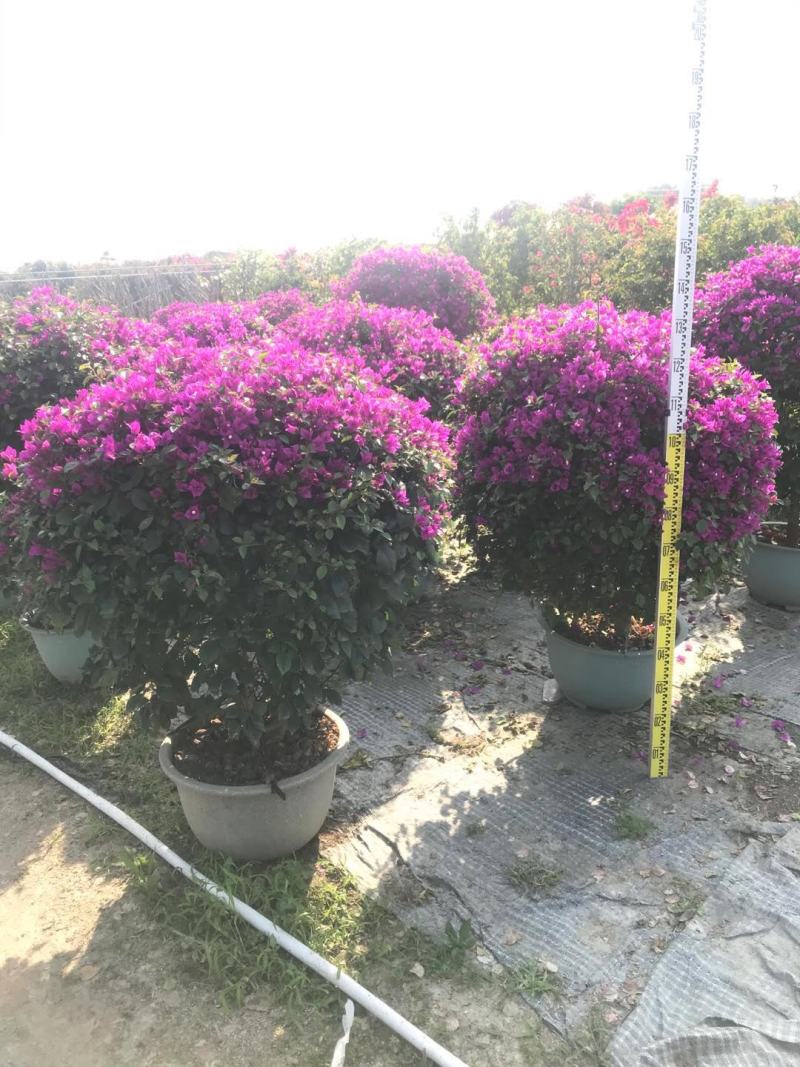 紫色花三角梅球，造型三角梅，三角梅盆景，塑料盆三角梅球
