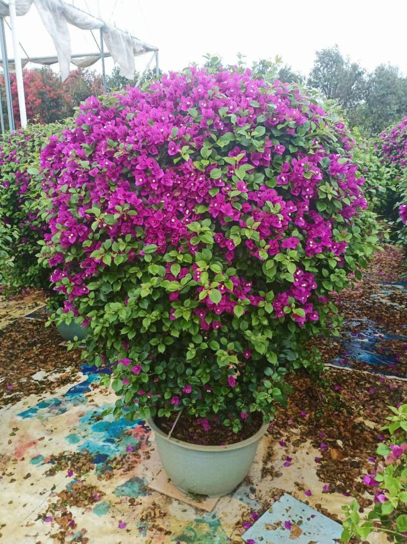 紫色花三角梅球，造型三角梅，三角梅盆景，塑料盆三角梅球