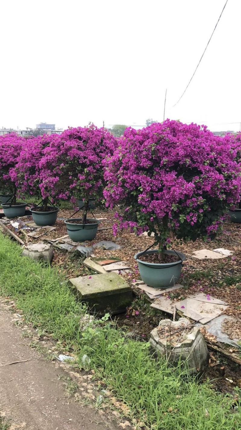 紫色花三角梅球，造型三角梅，三角梅盆景，塑料盆三角梅球
