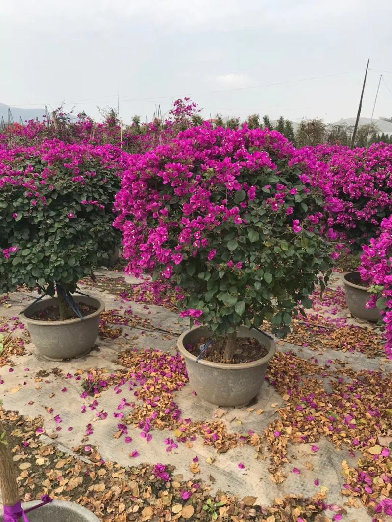 紫色花三角梅球，造型三角梅，三角梅盆景，塑料盆三角梅球