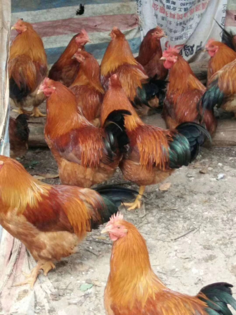 凤翔苗土阎。龙头凤尾
