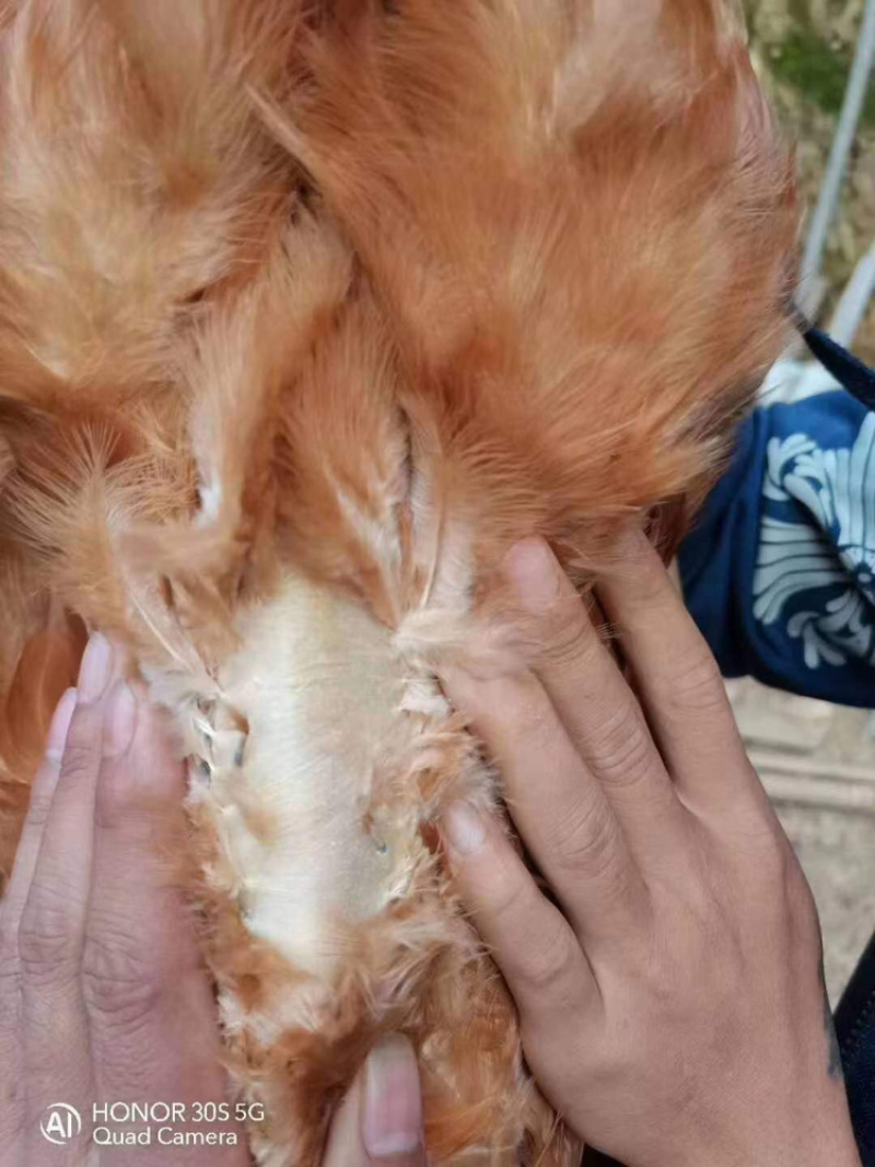 凤翔苗土阎。龙头凤尾