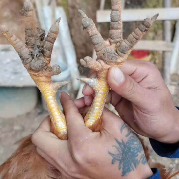 凤翔苗土阎。龙头凤尾