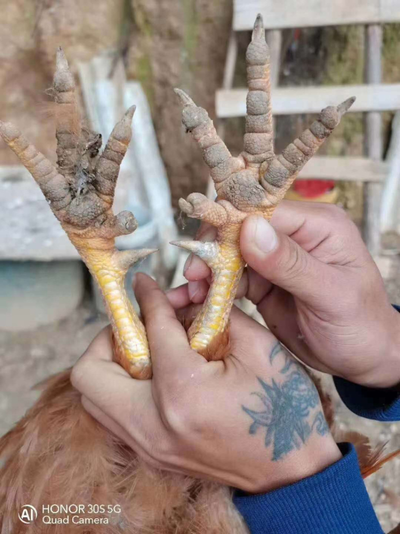 凤翔苗土阎。龙头凤尾