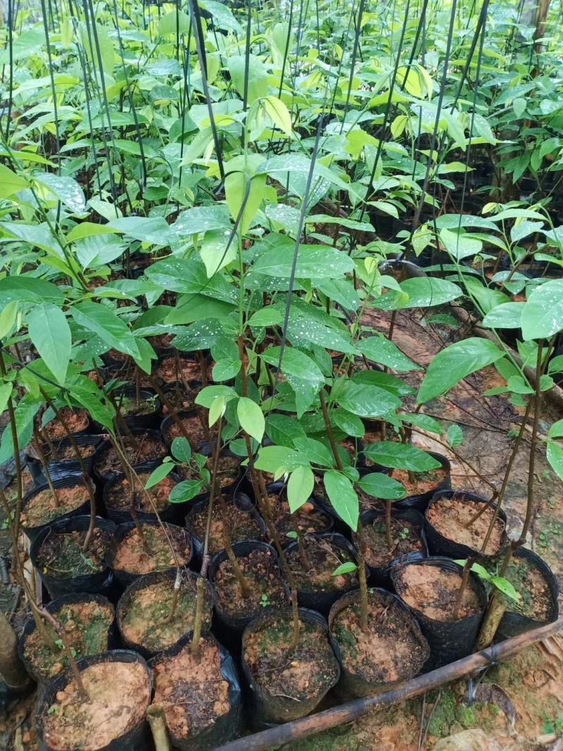 凤梨释迦果苗番荔枝苗正品嫁接苗