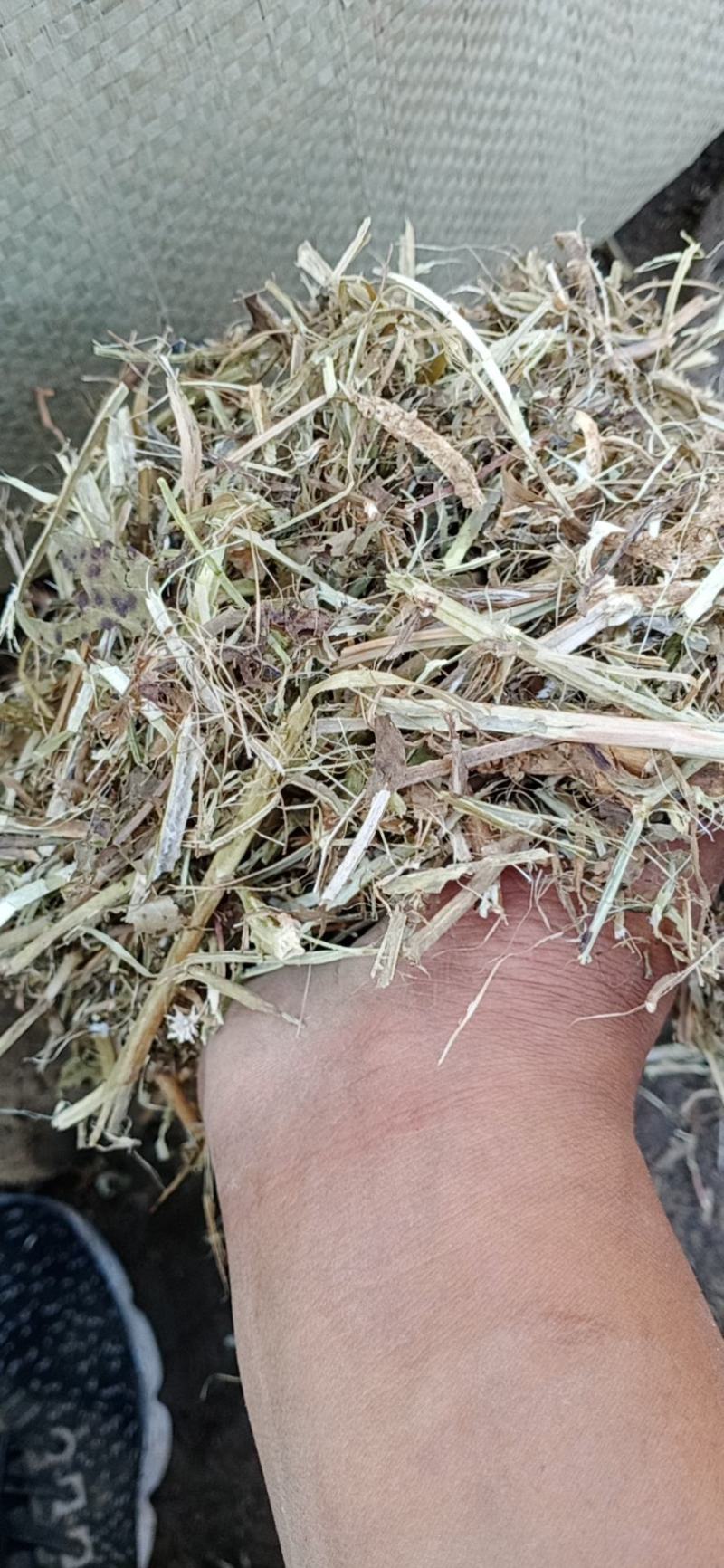 河南麦茬新花生秧无土无膜无霉变质量有保障