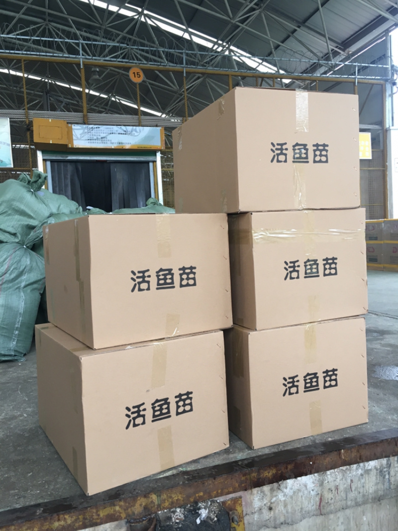胡子鲶鱼苗、三黄本地塘鲺鱼苗、三黄塘角鱼苗，苗场直供