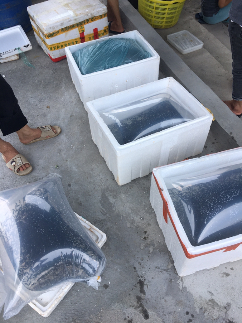 胡子鲶鱼苗、三黄本地塘鲺鱼苗、三黄塘角鱼苗，苗场直供