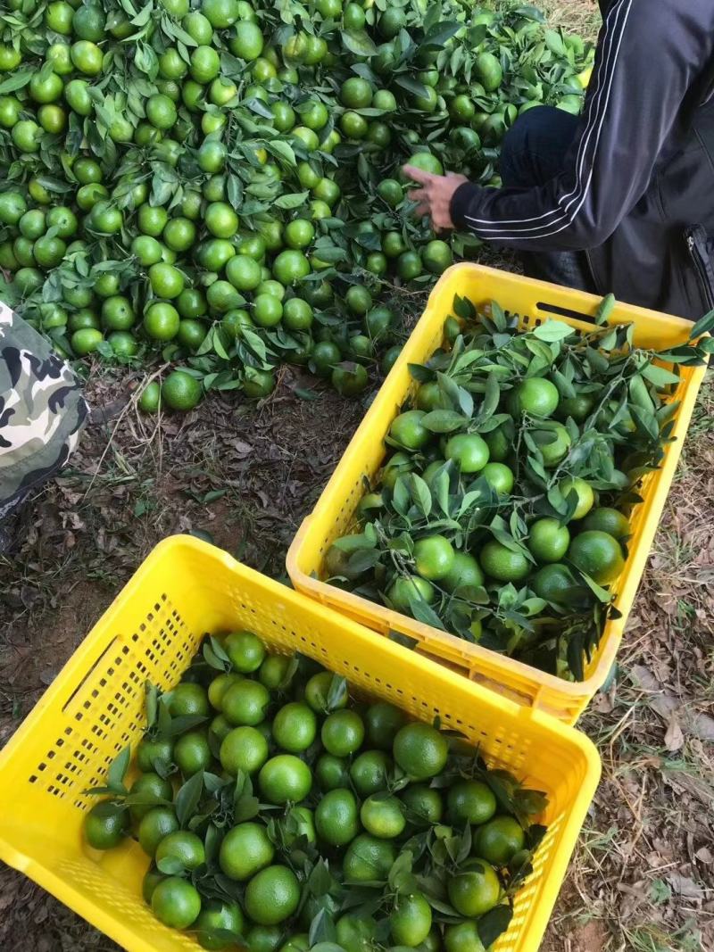 大量皇帝柑已经上市了，有老板需要可以联系我