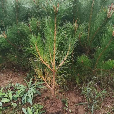 18-18杯50起步双排通风道油松20万货源，价格实惠。