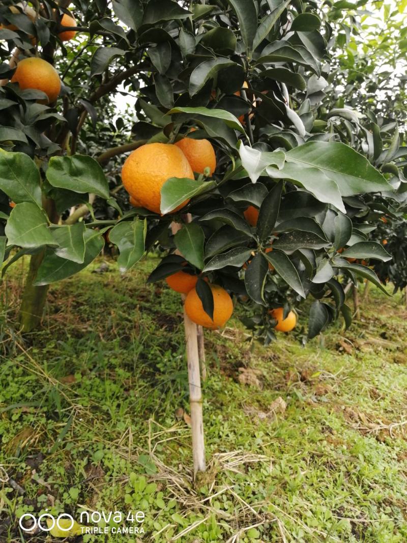 爱媛果冻橙，清甜果汁，入口即化增加维生素C一件代发