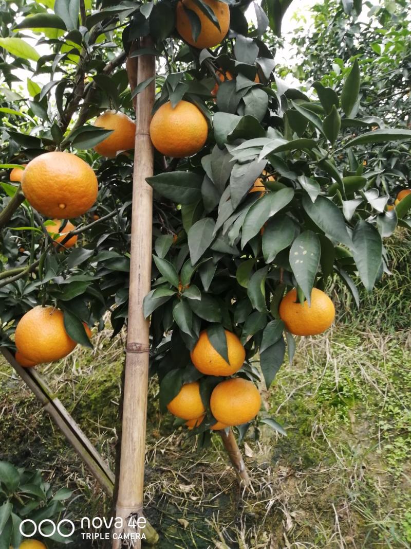 爱媛果冻橙，清甜果汁，入口即化增加维生素C一件代发